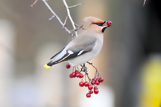 Bird Watching Private Tour in Copenhagen - Key points to know before booking