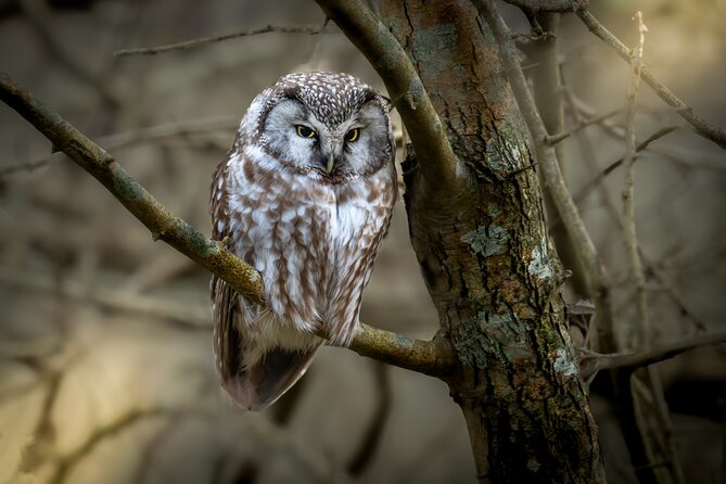 Bird Watching Private Tour in Copenhagen - How the five-hour birding walk unfolds