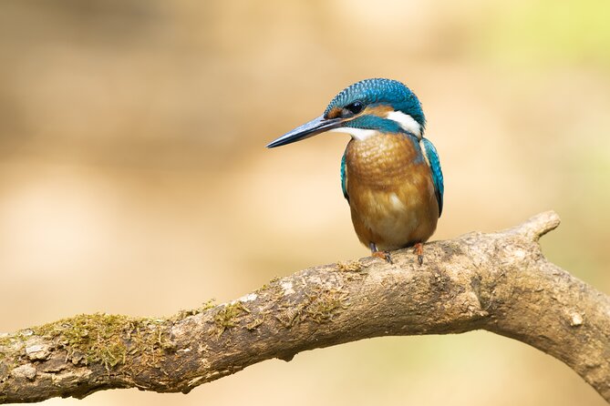 Bird Watching Private Tour in Copenhagen - Coffee, tea, and the missing lunch