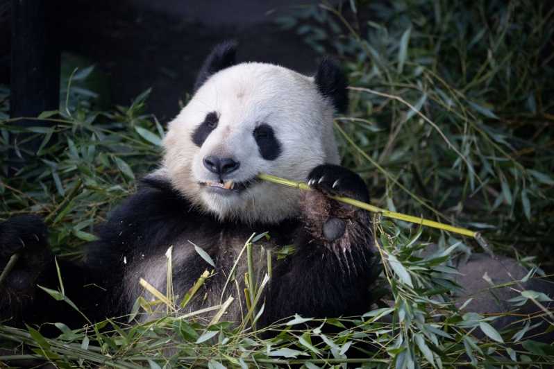 Copenhagen: Copenhagen Zoo Entry Ticket - Key points to know before you go