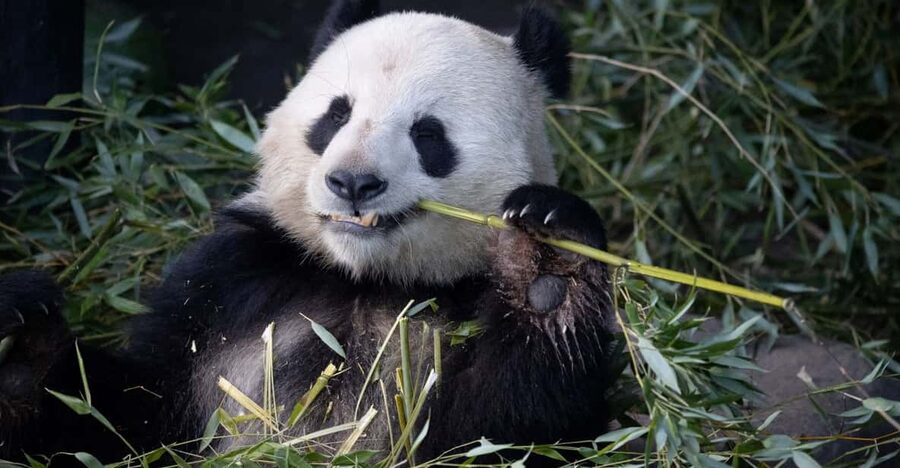 Copenhagen: Copenhagen Zoo Entry Ticket - Why Copenhagen Zoo is worth your time