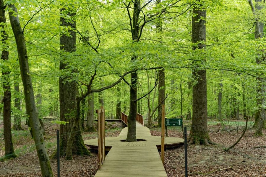 Copenhagen: The Forest Tower & Forgotten Giants Trolls Trip - Finding Sleeping Louis
